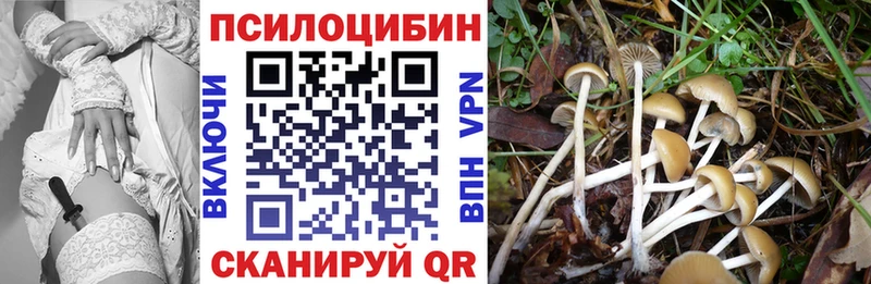 купить закладку  Новый Уренгой  Псилоцибиновые грибы мицелий 